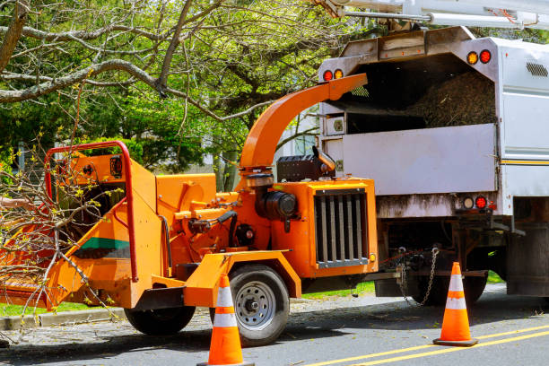 Tree and Shrub Care in Ardmore, AL