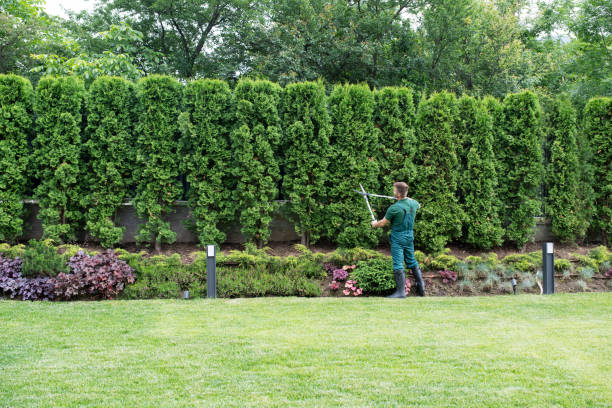 Best Lawn Renovation and Restoration  in Ardmore, AL